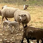 Panzió Monte Da Palmeira Feedme Farm