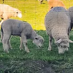 Monte Da Palmeira Feedme Farm