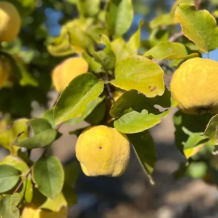 B&B Monte Da Palmeira Feedme Farm Bicas