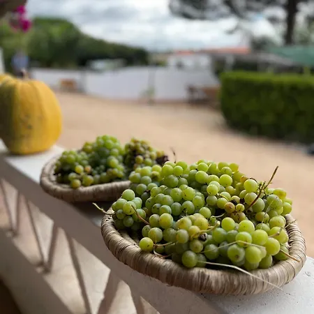 Monte Da Palmeira Feedme Farm Bed & Breakfast Bicas
