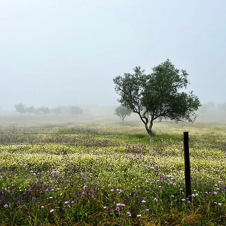 Monte Da Palmeira Feedme Farm *