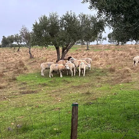 B&B Monte Da Palmeira Feedme Farm