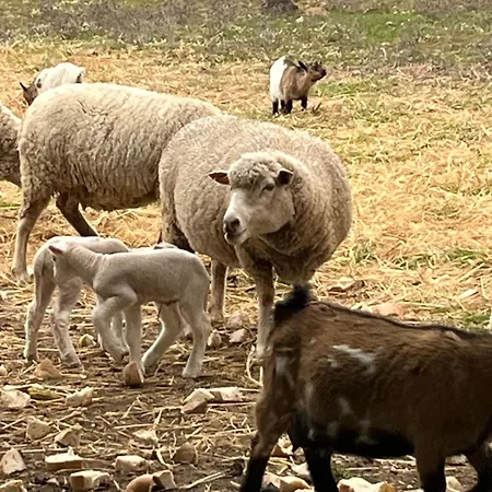 B&B Monte Da Palmeira Feedme Farm