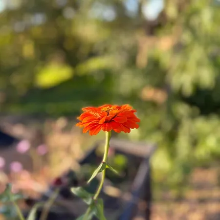 Monte Da Palmeira Feedme Farm
