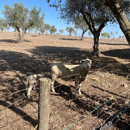 Monte Da Palmeira Feedme Farm * Bicas