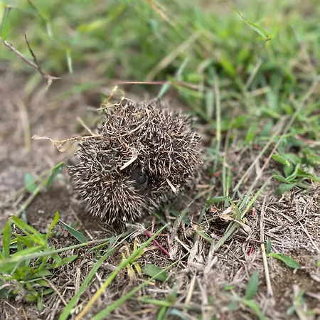 Monte Da Palmeira Feedme Farm Bicas