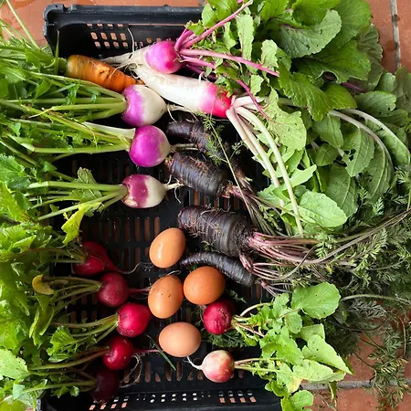 Monte Da Palmeira Feedme Farm B&B Bicas