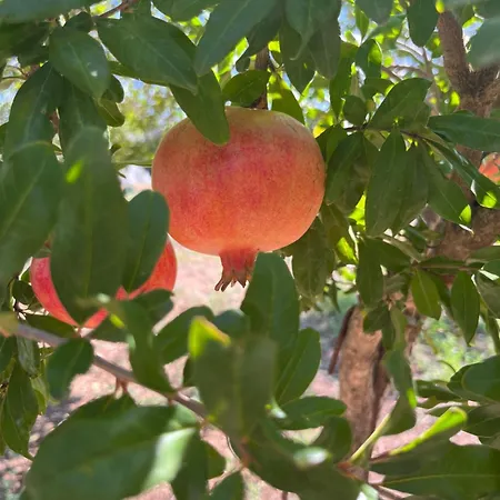 Monte Da Palmeira Feedme Farm B&B