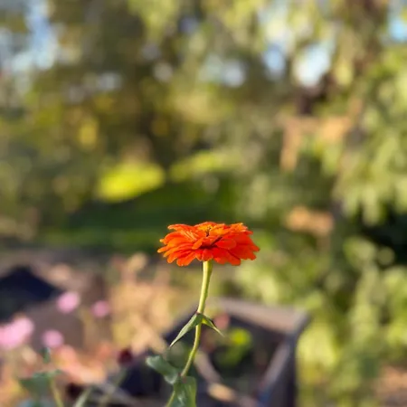 Monte Da Palmeira Feedme Farm Bicas