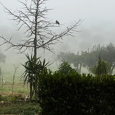 Monte Da Palmeira Feedme Farm Bicas