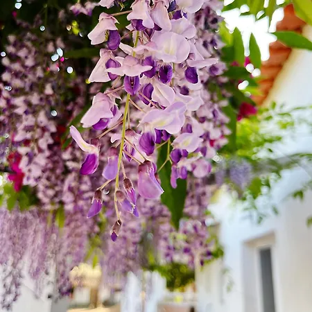 B&B Monte Da Palmeira Feedme Farm *