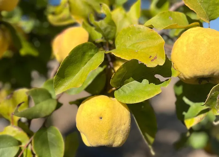 Frühstückspension Monte Da Palmeira Feedme Farm Bicas