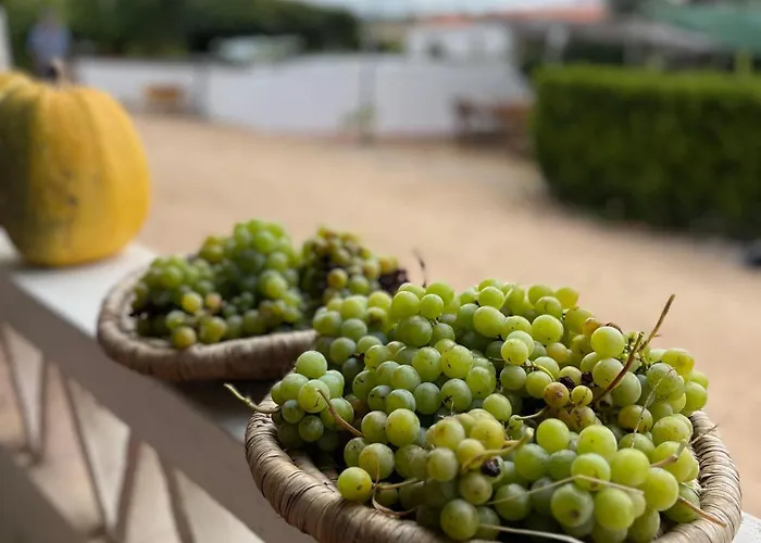 Monte Da Palmeira Feedme Farm Nocleg ze śniadaniem Bicas
