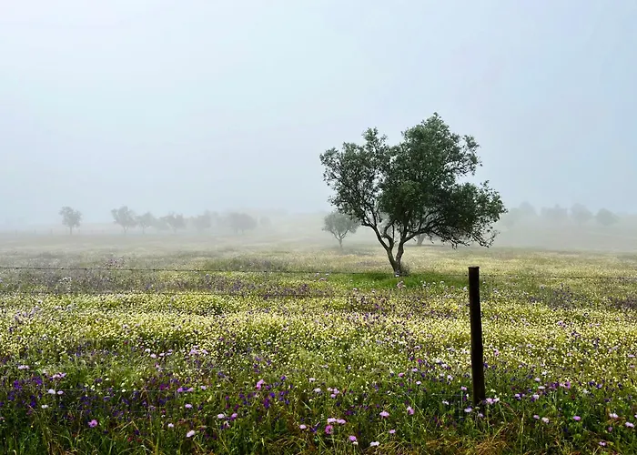 Monte Da Palmeira Feedme Farm *