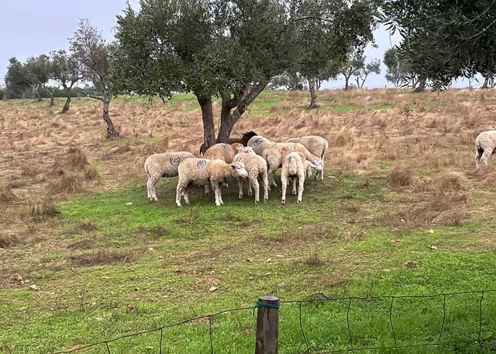 Bed and breakfast Monte Da Palmeira Feedme Farm