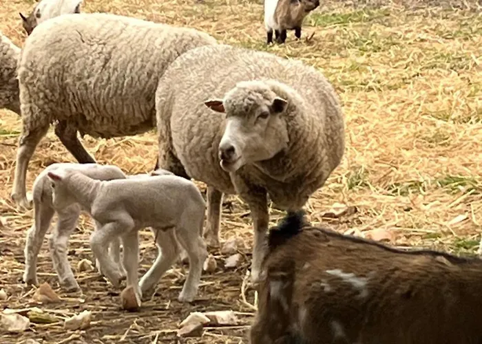 Frühstückspension Monte Da Palmeira Feedme Farm