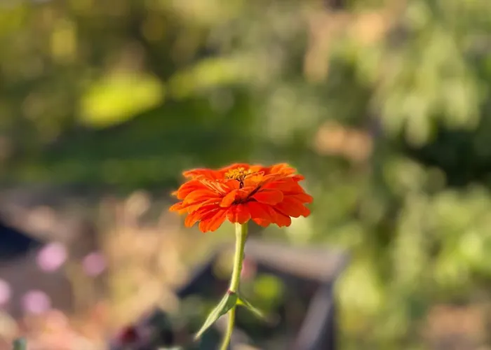 Monte Da Palmeira Feedme Farm