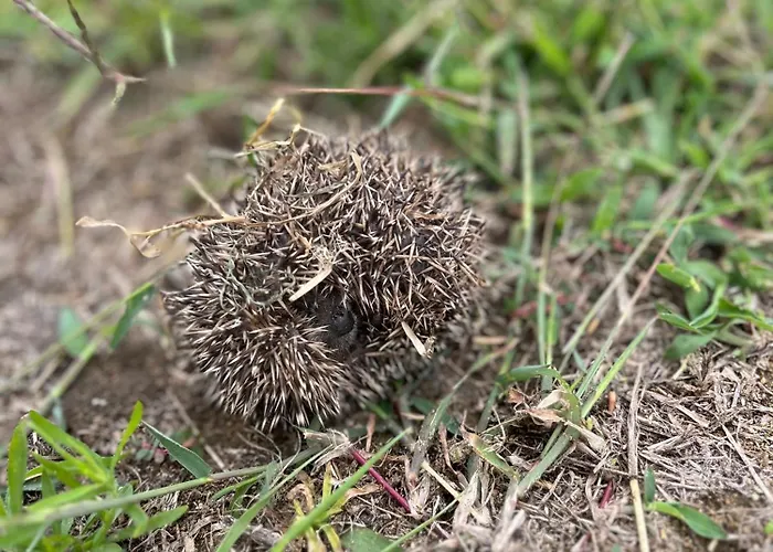 Monte Da Palmeira Feedme Farm Bicas