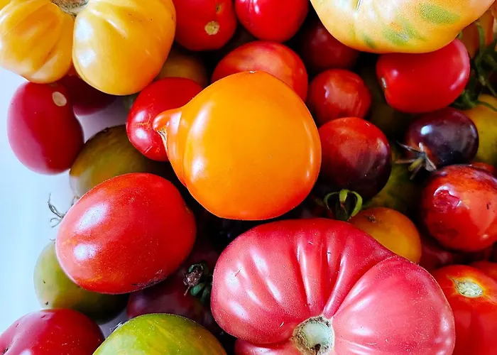 Monte Da Palmeira Feedme Farm