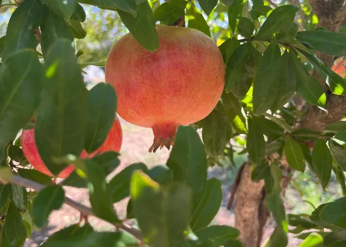 Monte Da Palmeira Feedme Farm Nocleg ze śniadaniem