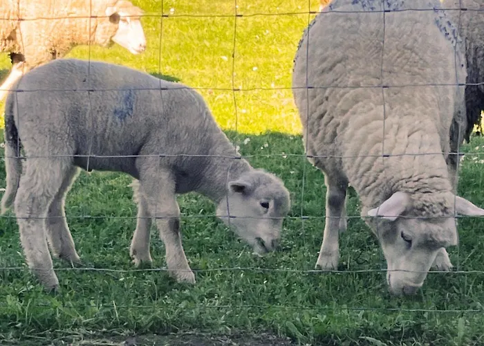 Monte Da Palmeira Feedme Farm