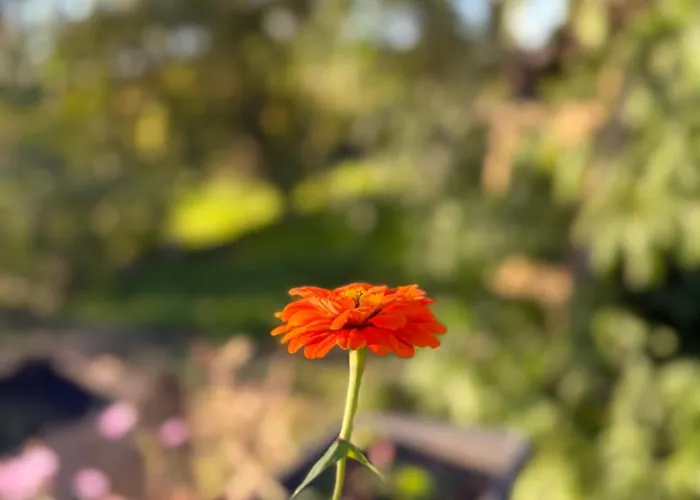 Monte Da Palmeira Feedme Farm Bicas