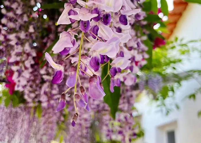 Bed and breakfast Monte Da Palmeira Feedme Farm *