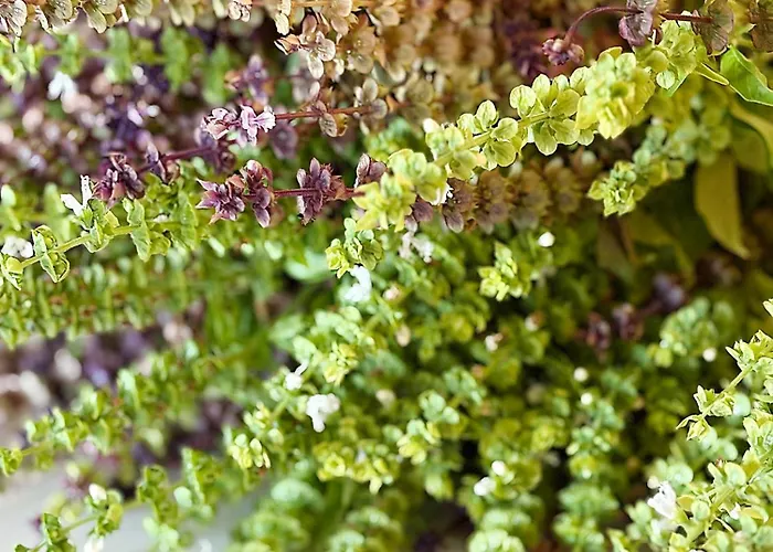 Monte Da Palmeira Feedme Farm * Bicas